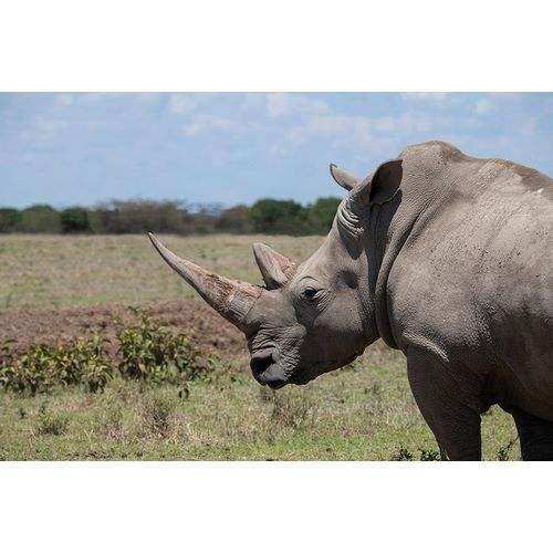 Hopkins, Cindy Miller 아티스트의 Africa-Kenya-Ol Pejeta Conservancy-One the last 2 critically endangered Northern white rhinos작품입니다.